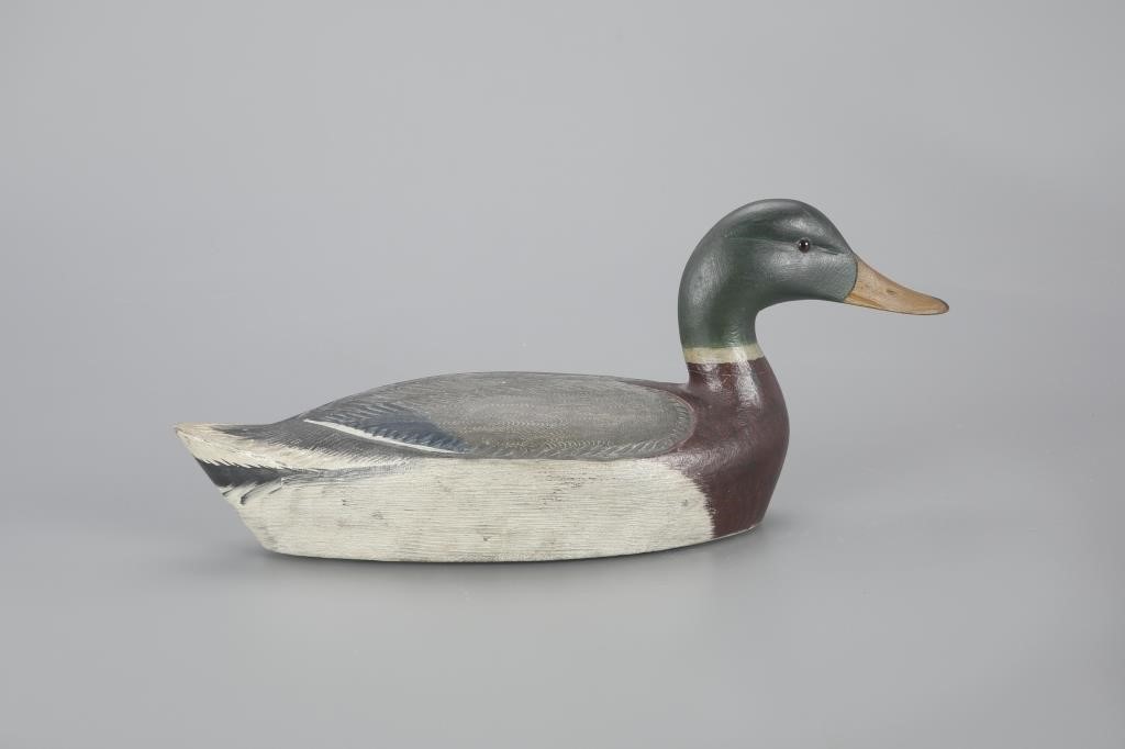 EXCEPTIONAL MALLARD DRAKEChauncey