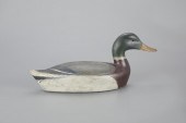EXCEPTIONAL MALLARD DRAKEChaun