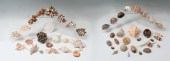 EXOTIC SEASHELL COLLECTION: Co