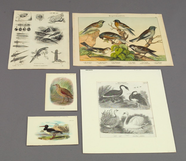Extensive Collection of