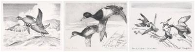 Federal duck stamp prints