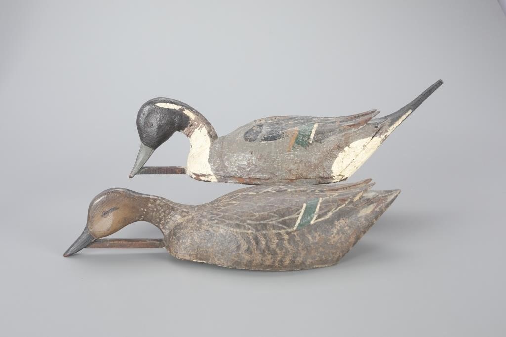 FEEDING PINTAIL PAIRHarold