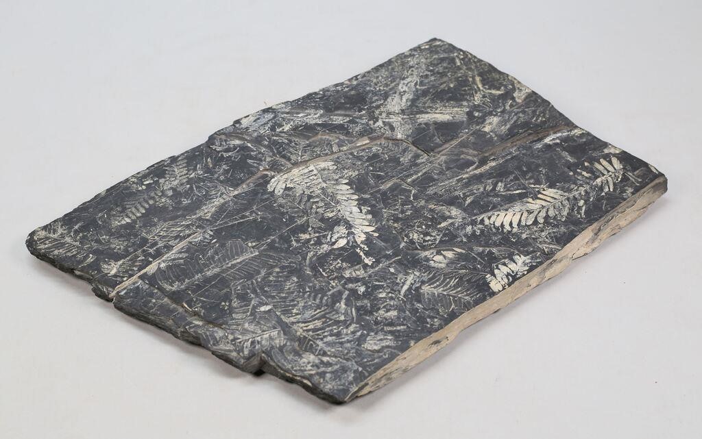FERN FOSSIL SPECIMEN IN SLATEFern