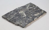 FERN FOSSIL SPECIMEN IN SLATEF