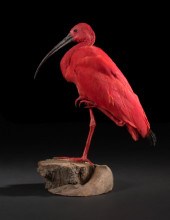 Fine European Taxidermist Spec