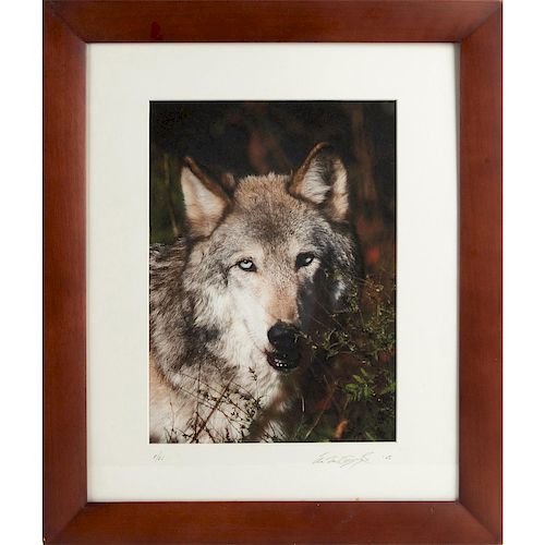 FINE GRAY WOLF PHOTOGRAPHIC