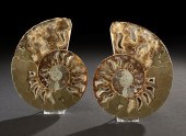 Fine Pair of Split Ammonite Fo