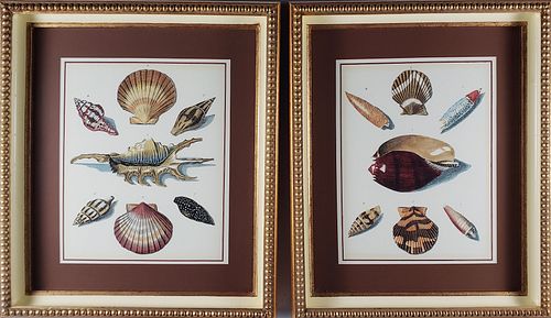 FINE PAIR OF VINTAGE SEASHELL