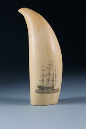 FINE SCRIMSHAW SPERM WHALE TOO