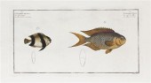 * (FISH) BLOCH MARCUS ELIZIER