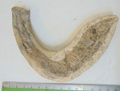 FISH FOSSIL, ELONGATED FISH, B