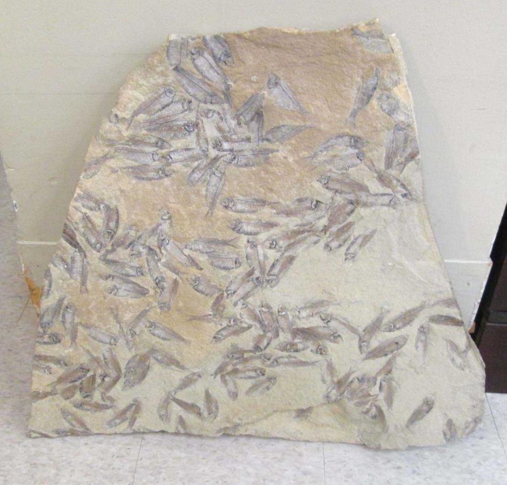 FISH FOSSIL PLATE, KNIGHTIA EOCAENA