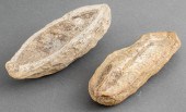 FISH FOSSILS, 2 Two fish fossi