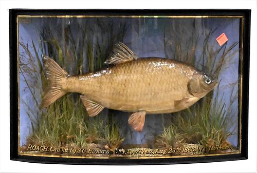 FISH IN DIORAMAFish in Diorama,