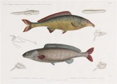 * (FISH) REDOUTE H. J. Two eng