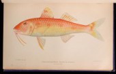 FISHES AND FISHERIES OF PORTO