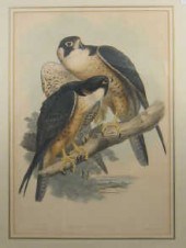 Five 19th century ornithologic