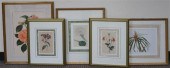 FIVE ASSORTED BOTANICAL ENGRAV