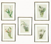 FIVE BOTANICAL CHROMOLITHOGRAP
