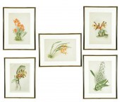 FIVE BOTANICAL CHROMOLITHOGRAP