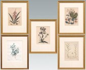 Five botanical engravings: &qu