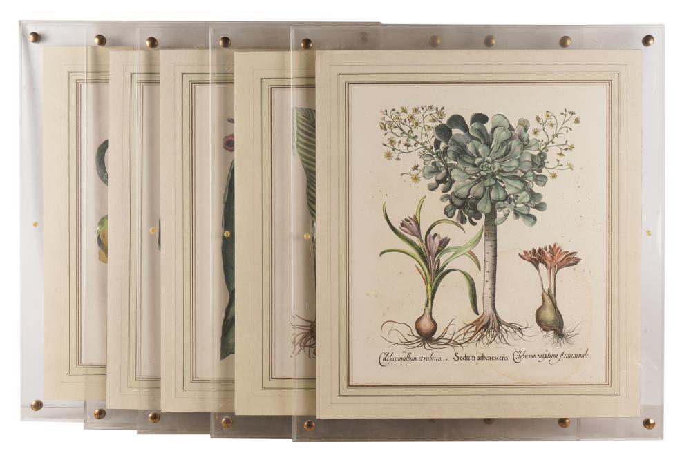 FIVE BOTANICAL PRINTSeach framed in