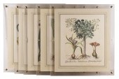 FIVE BOTANICAL PRINTSeach fram