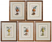 FIVE CORNELIS KICK ENGRAVINGS