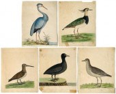 Five Eleazar Albin etchings (B