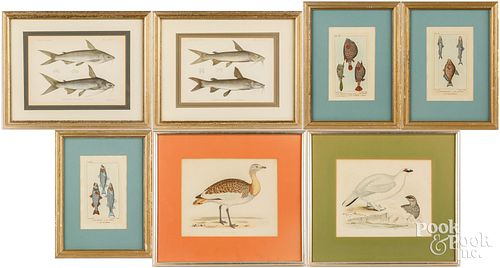 FIVE FISH ENGRAVINGS, ETC.Five fish