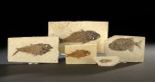 Five Fossil Fish,  each in a s