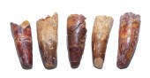 FIVE FOSSIL SPINOSAURUS DINOSA