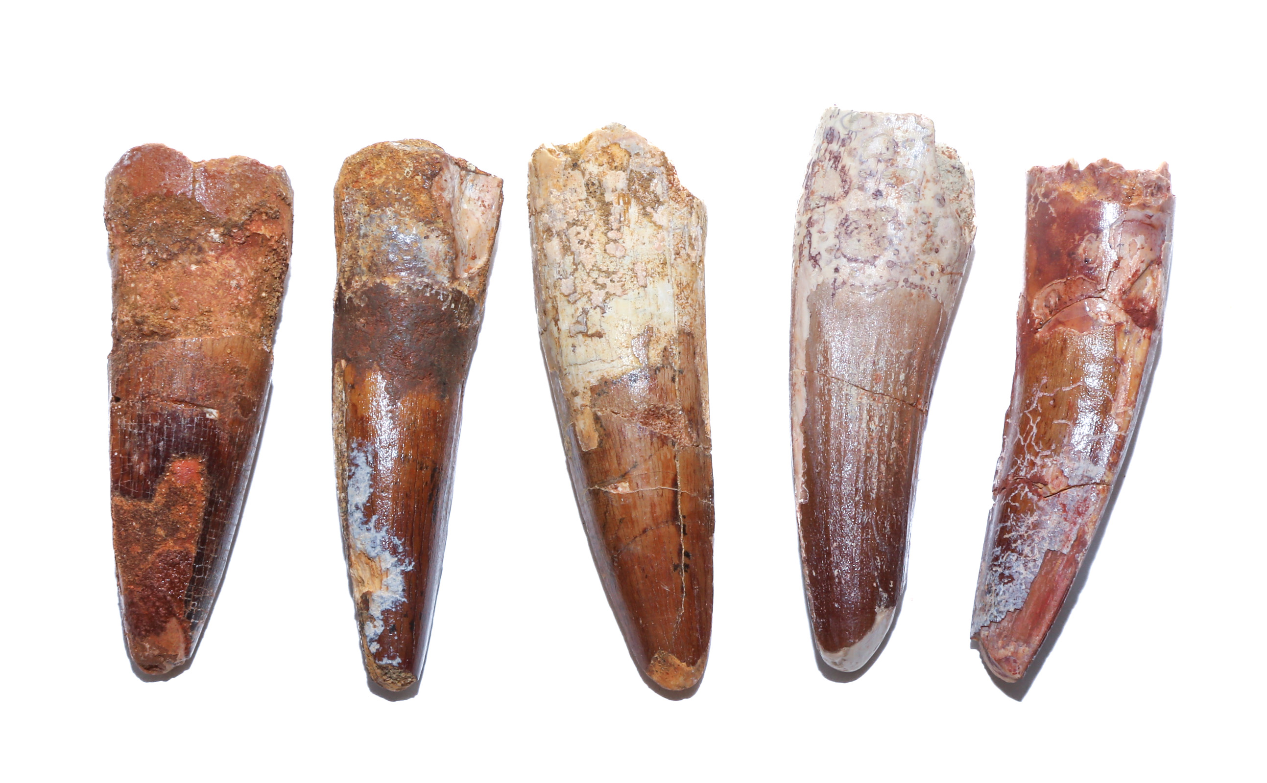 FIVE FOSSIL SPINOSAURUS DINOSAUR
