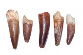 FIVE FOSSIL SPINOSAURUS DINOSA