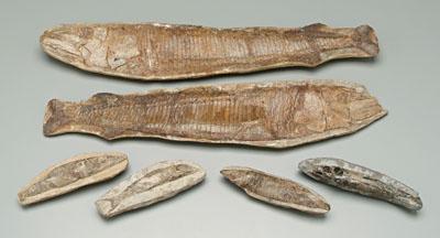 Five fossilized fish: four