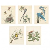 FIVE FRAMED ORNITHOLOGICAL PRI