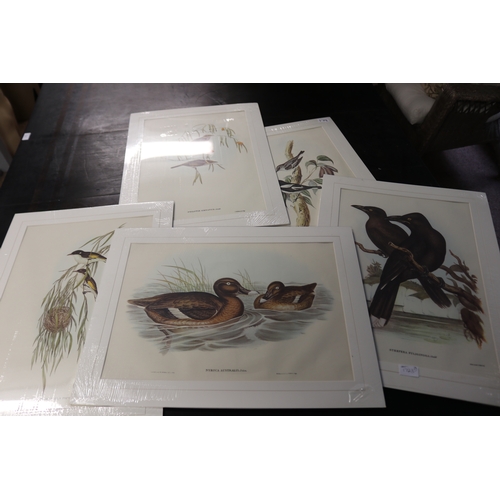 Five Gould prints, Sooty