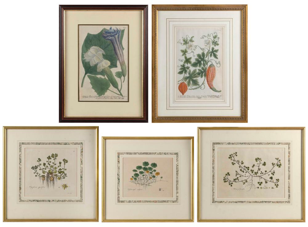 FIVE HAND-COLORED BOTANICAL