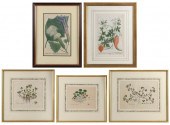 FIVE HAND-COLORED BOTANICAL EN