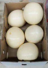 FIVE OSTRICH EGGSFive Ostrich