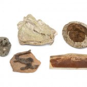 Five Prehistoric Fossils
Cambr