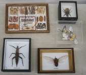FIVE TAXONOMIC DISPLAYS OF INS