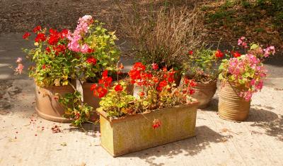 Five terracotta pots and a large