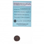 FLORA PRIMUS SERVILIA SILVER D