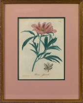 Floral Lithograph and Engravin