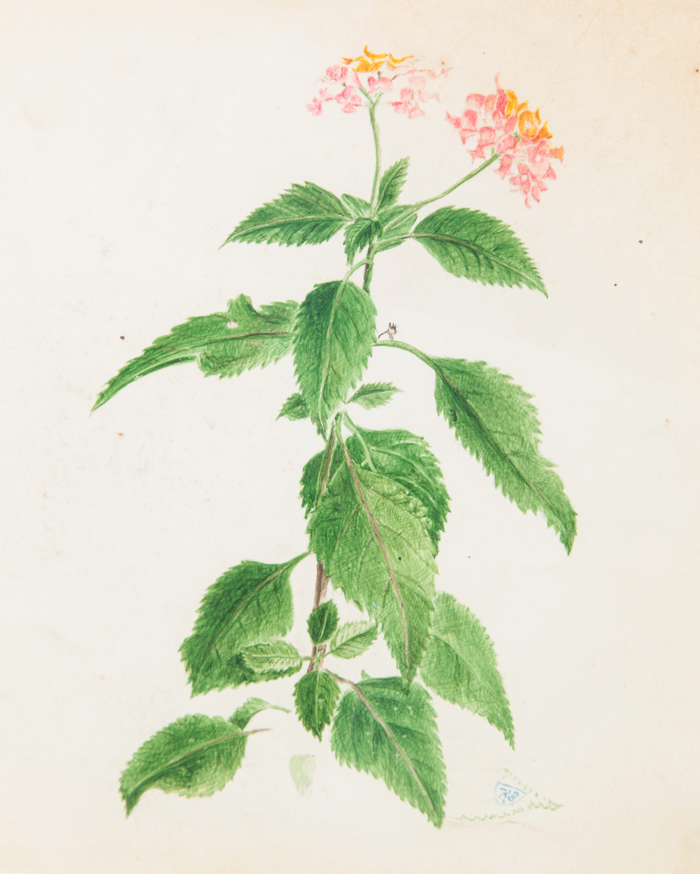 FLOWERS BY ROBERT BOLLING