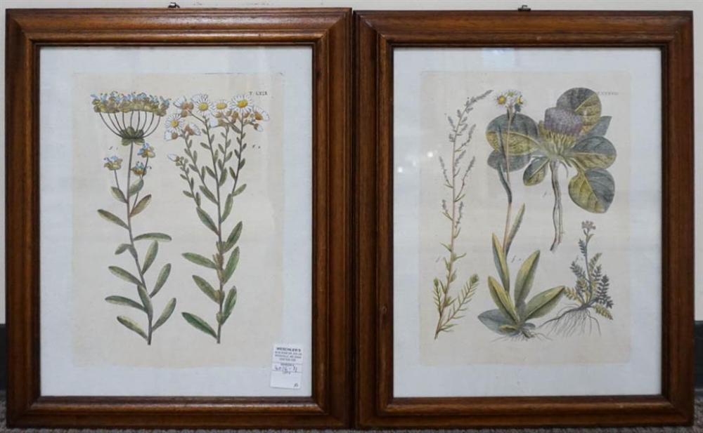 FLOWERS, TWO COLORED