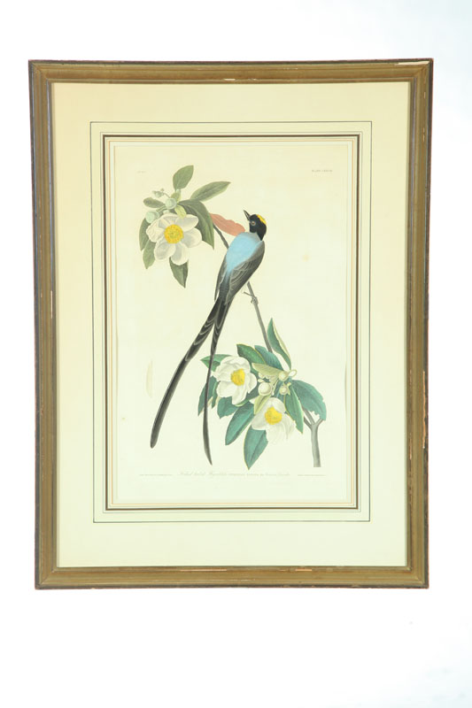 FORK-TAILED FLYCATCHER PRINT