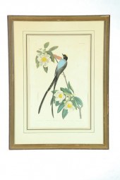 FORK-TAILED FLYCATCHER PRINT A