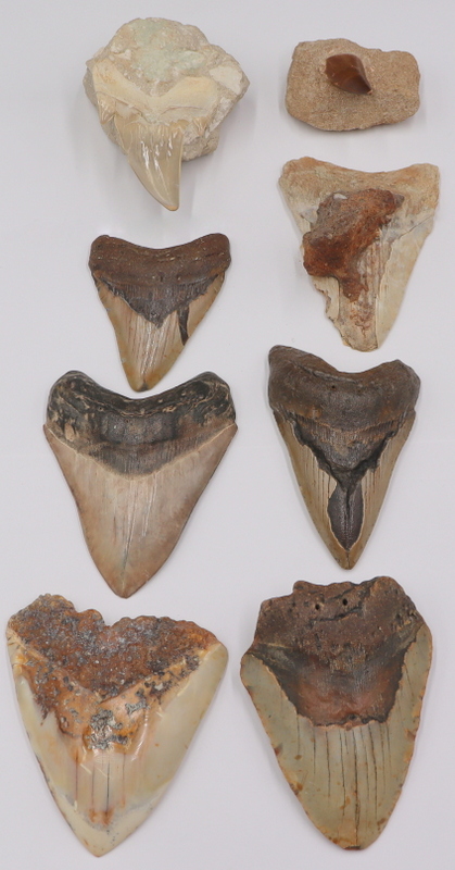 FOSSIL. (7) MEGALODON FOSSILIZED